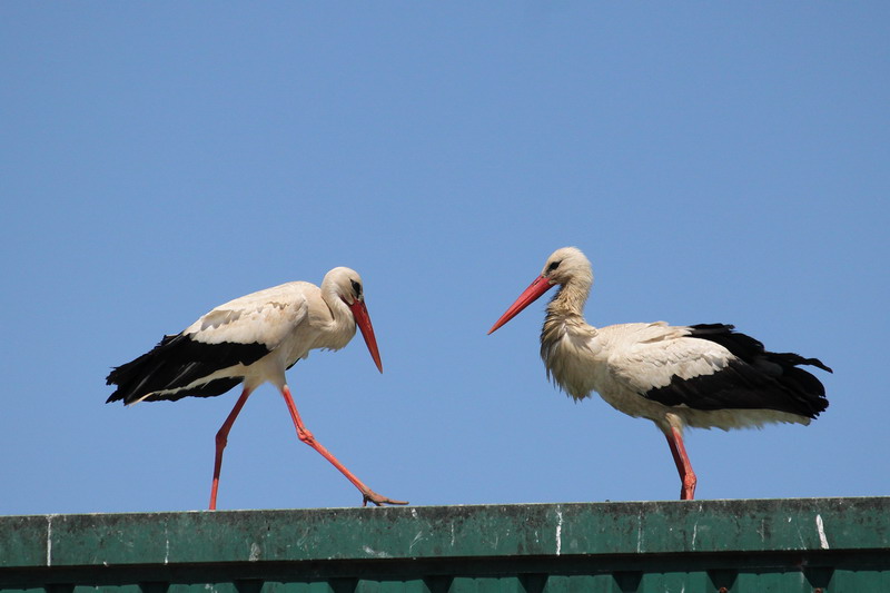 Weissstorch